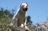 BOULEDOGUE AMERICAIN 056